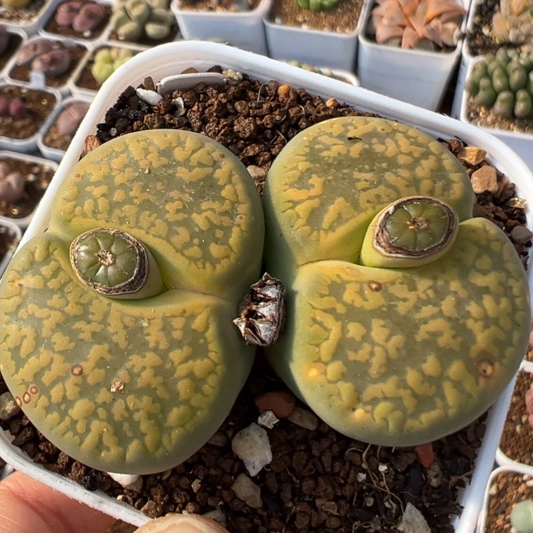 263多肉植物百科植物