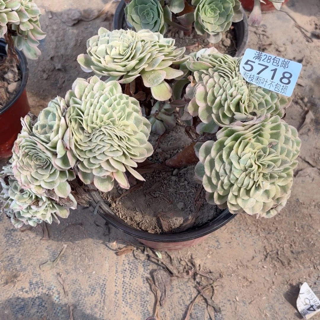 X. 5718倾城缀有瑕疵多肉225