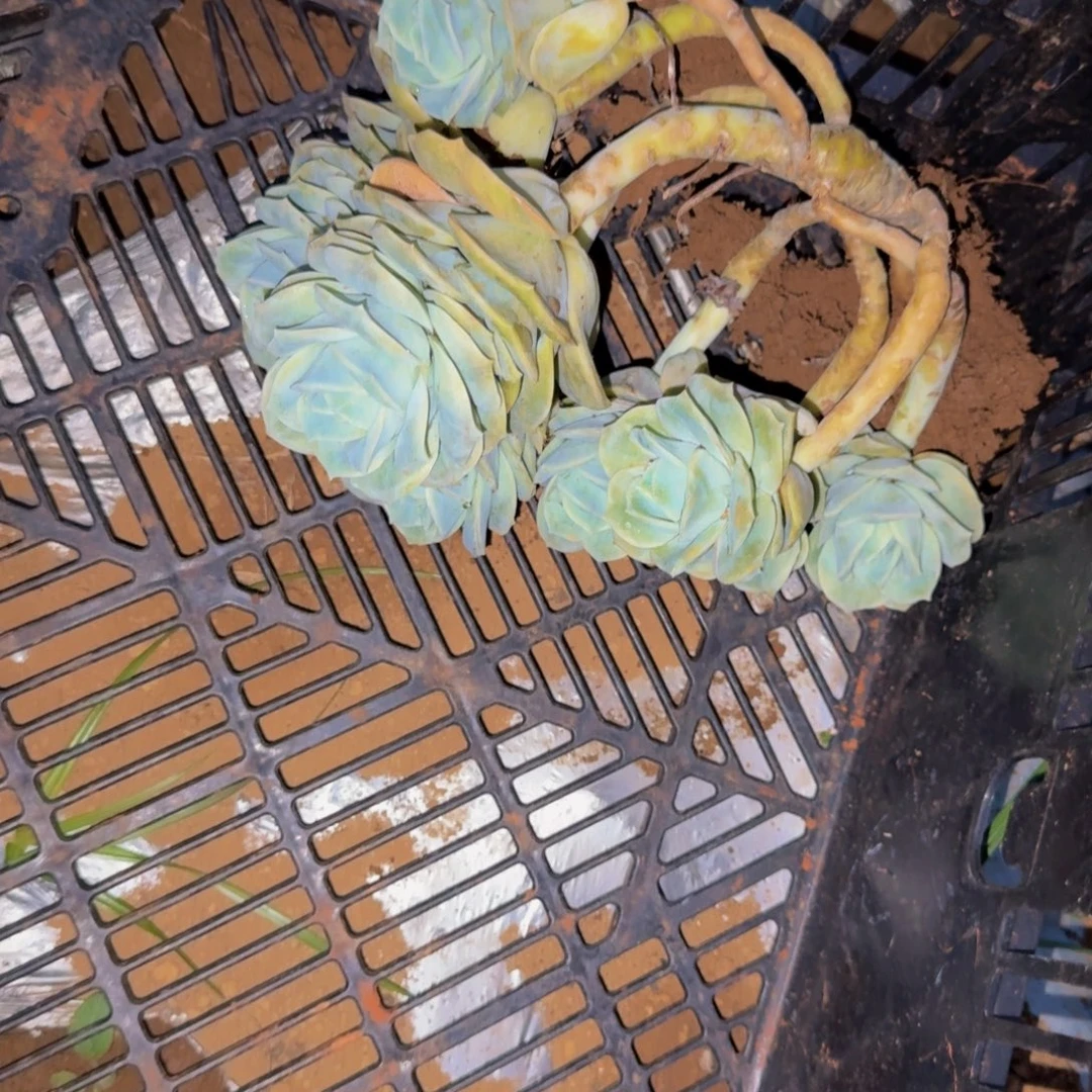 清***灵可爱玫瑰 一颗 不包损40号