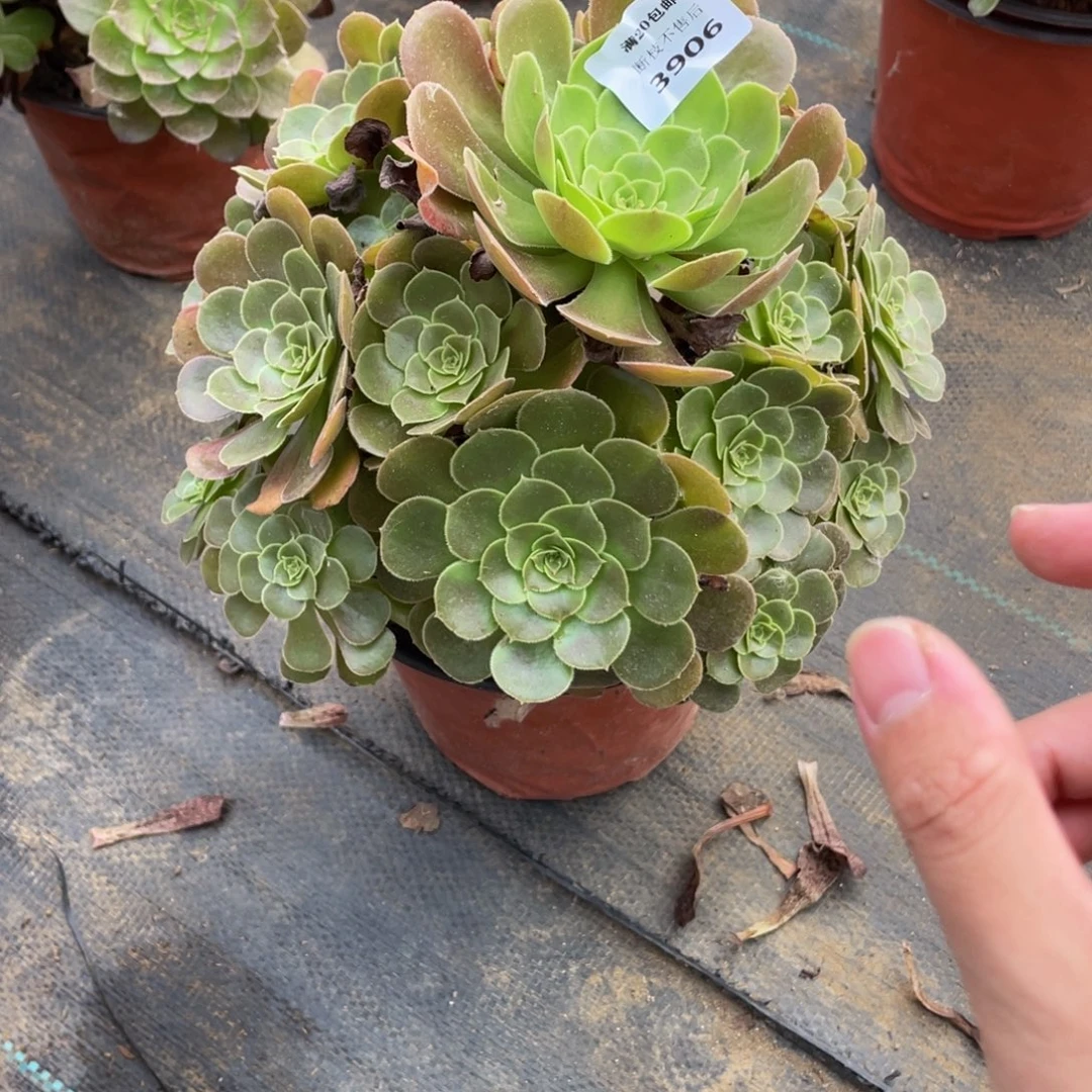 3906荷兰法师多肉断枝不包