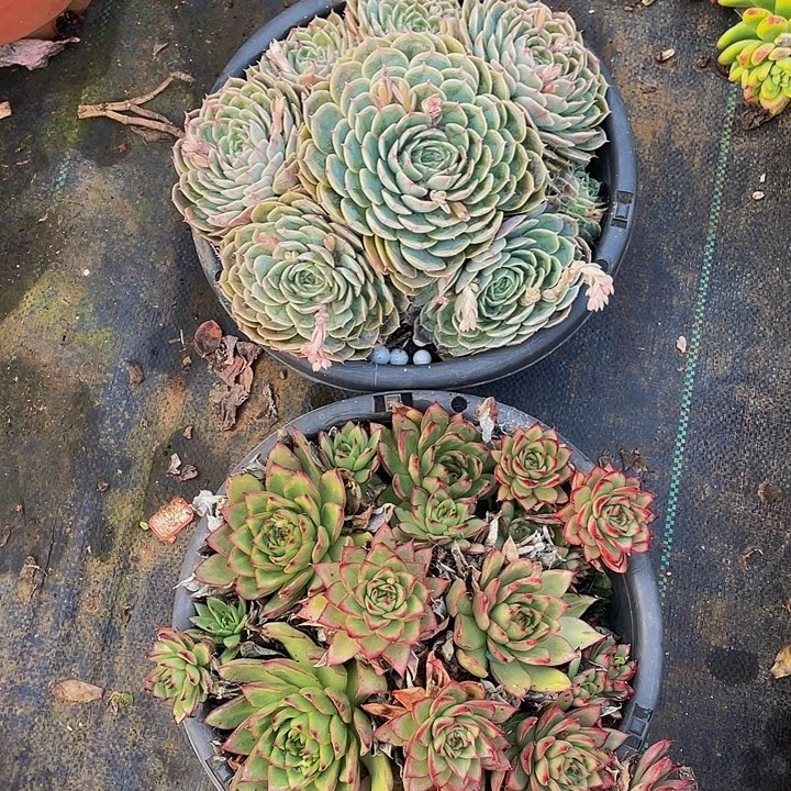 昂斯诺带盆土老桩手捧加吉赛尔带盆土58特价组合