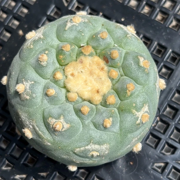 仙人球 有根 一物一拍 683