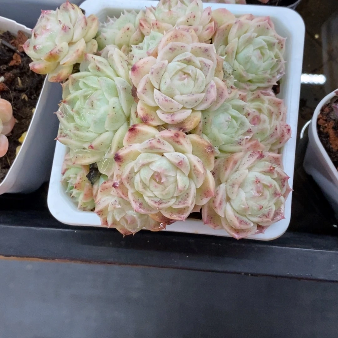 精品多肉一物一拍不包整281