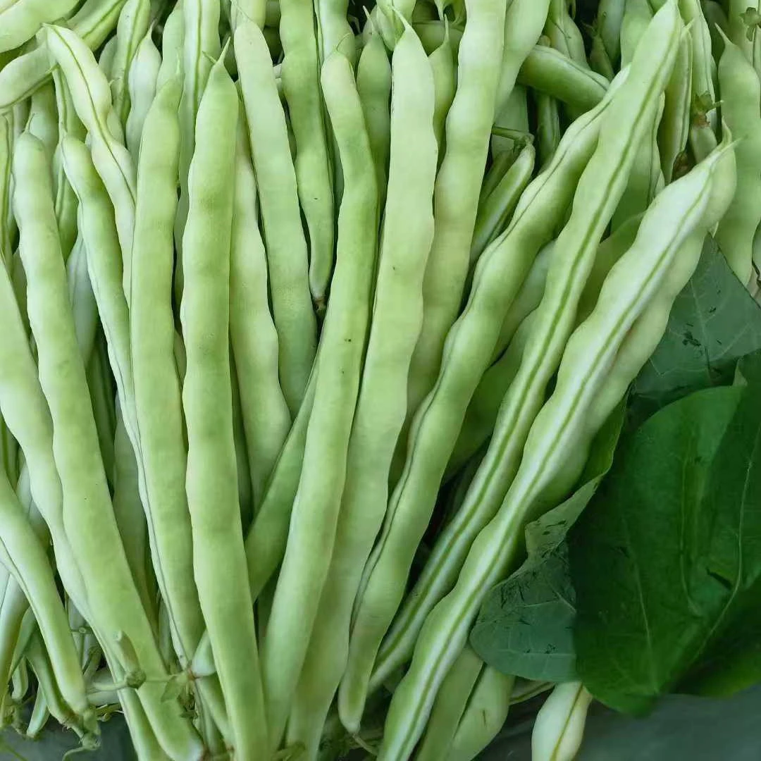现摘新鲜芸豆  老来少 白不老  2斤-3斤