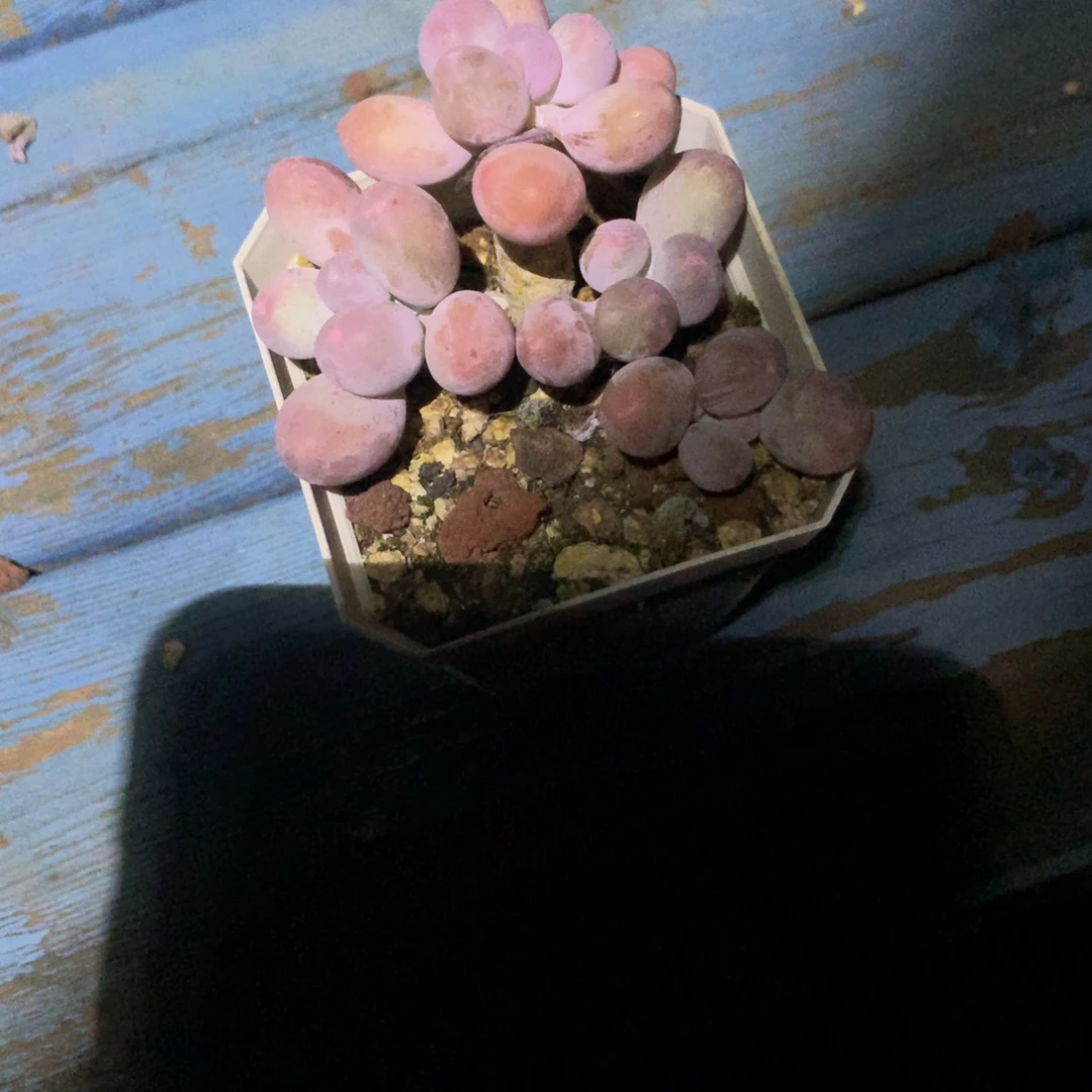 汤圆多肉一物一拍