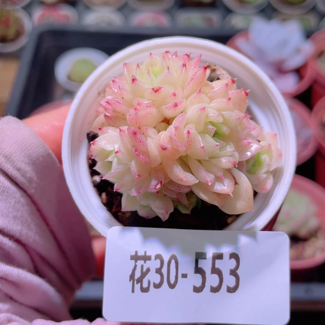 花利美30-553麦秆