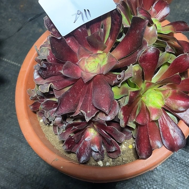 满江红多肉植物保护2911