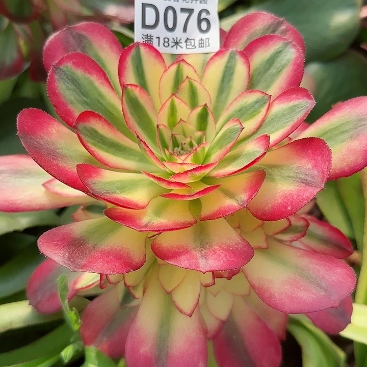 多肉法师荔枝捧花