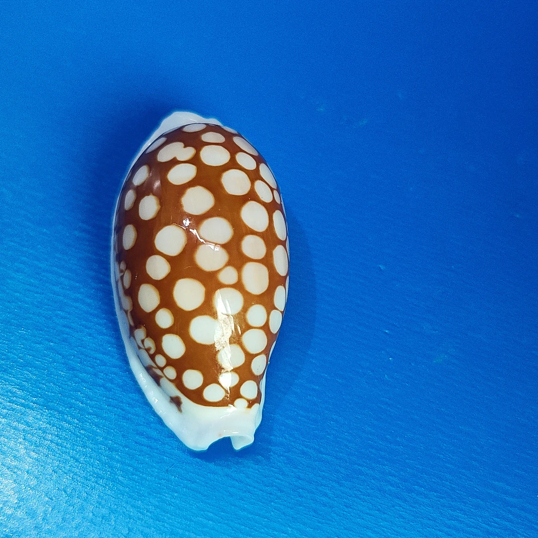 天然海螺贝壳  花鹿宝螺 标本收藏家居装饰鱼缸造景创意礼品