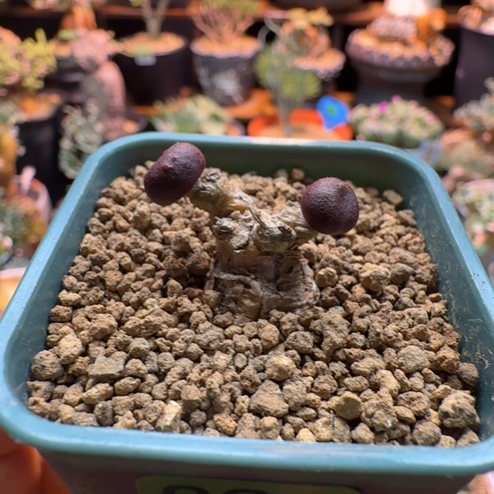 欧宝奇峰锦094 仙人球