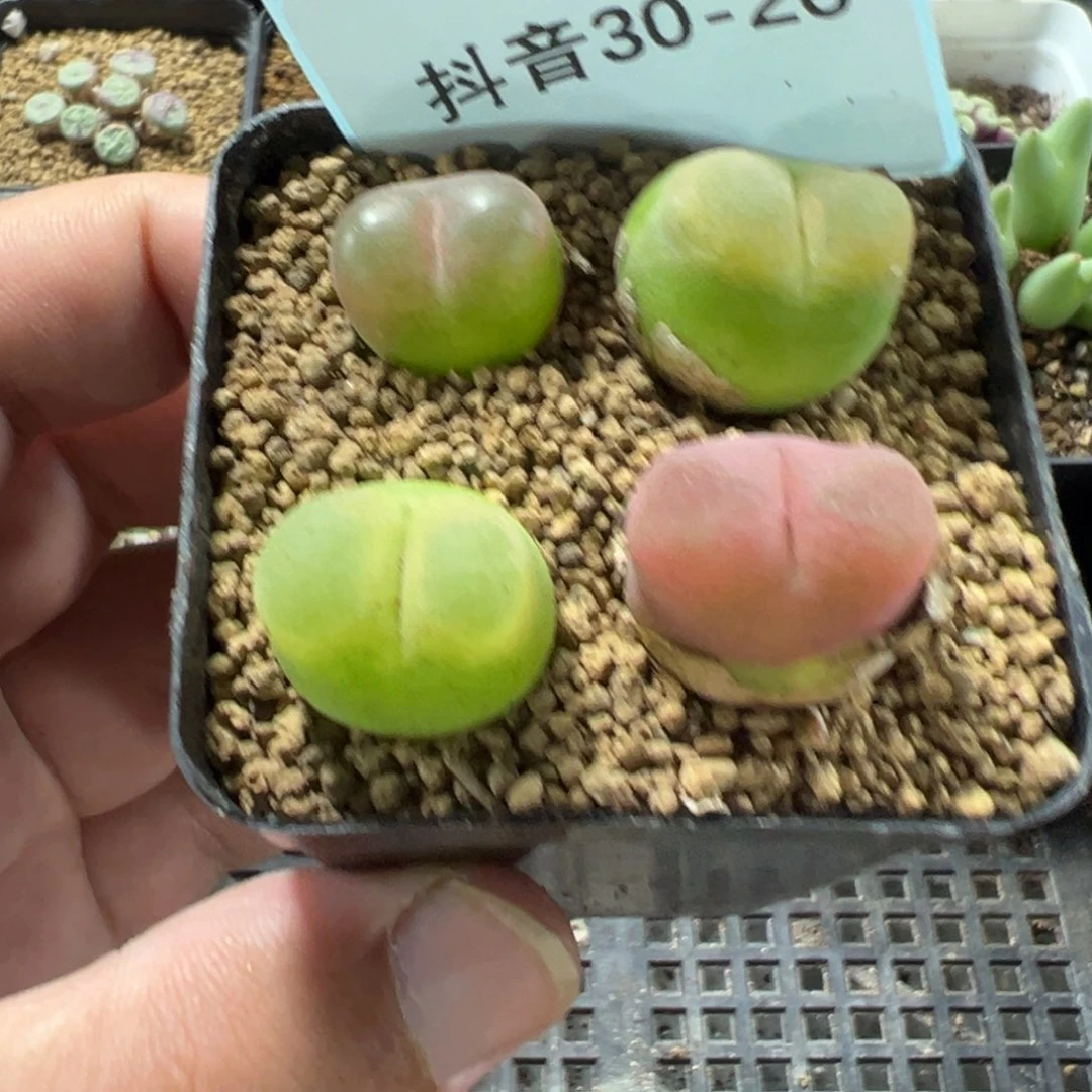 30-26肉锥多肉植物，现在