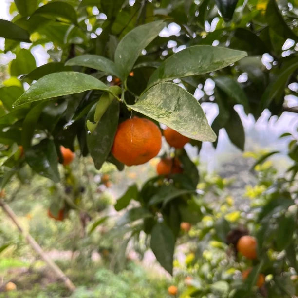 四川沙糖桔农家种植九分甜不套袋不浸药不打除草剂现摘现发