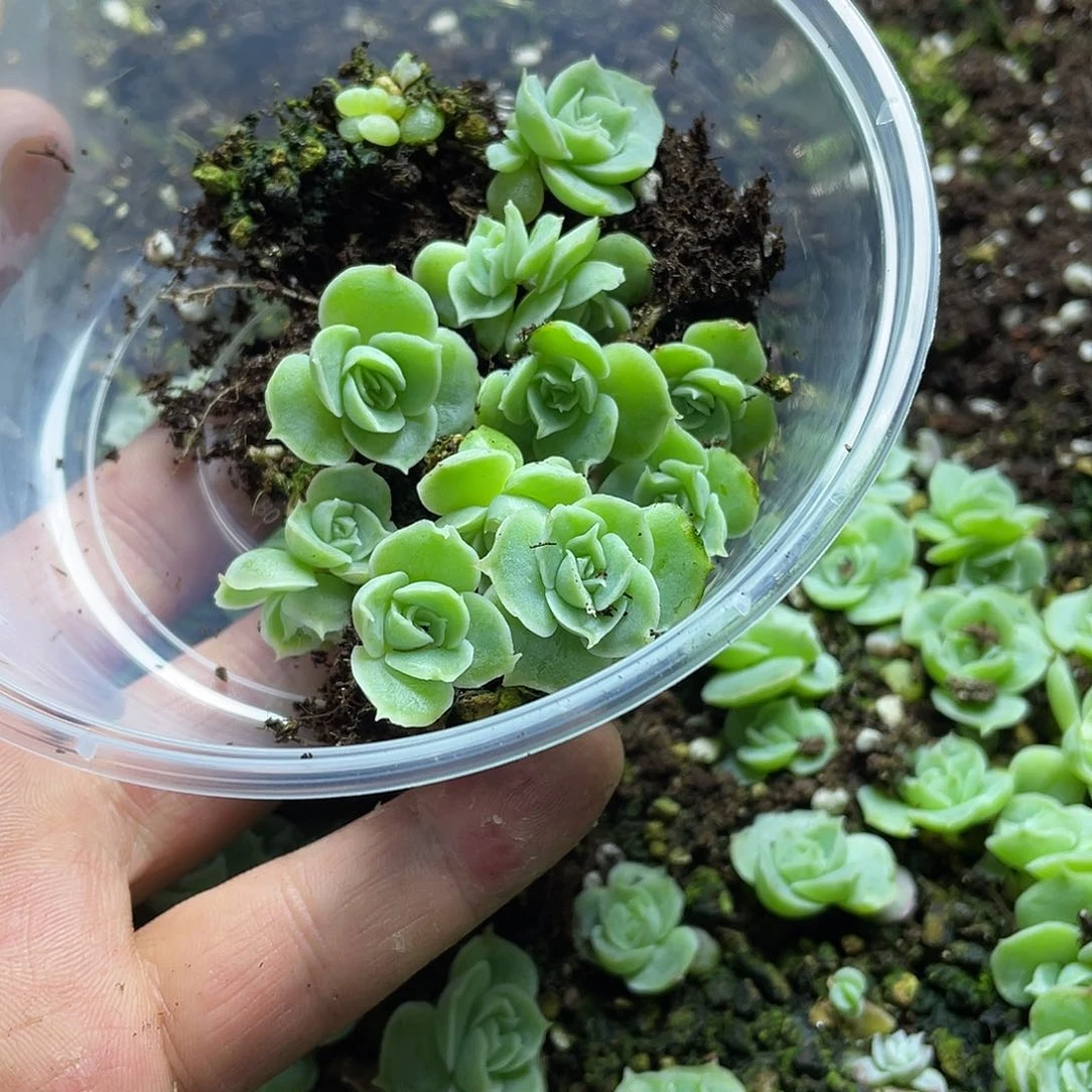 水晶虾饺一物一拍025