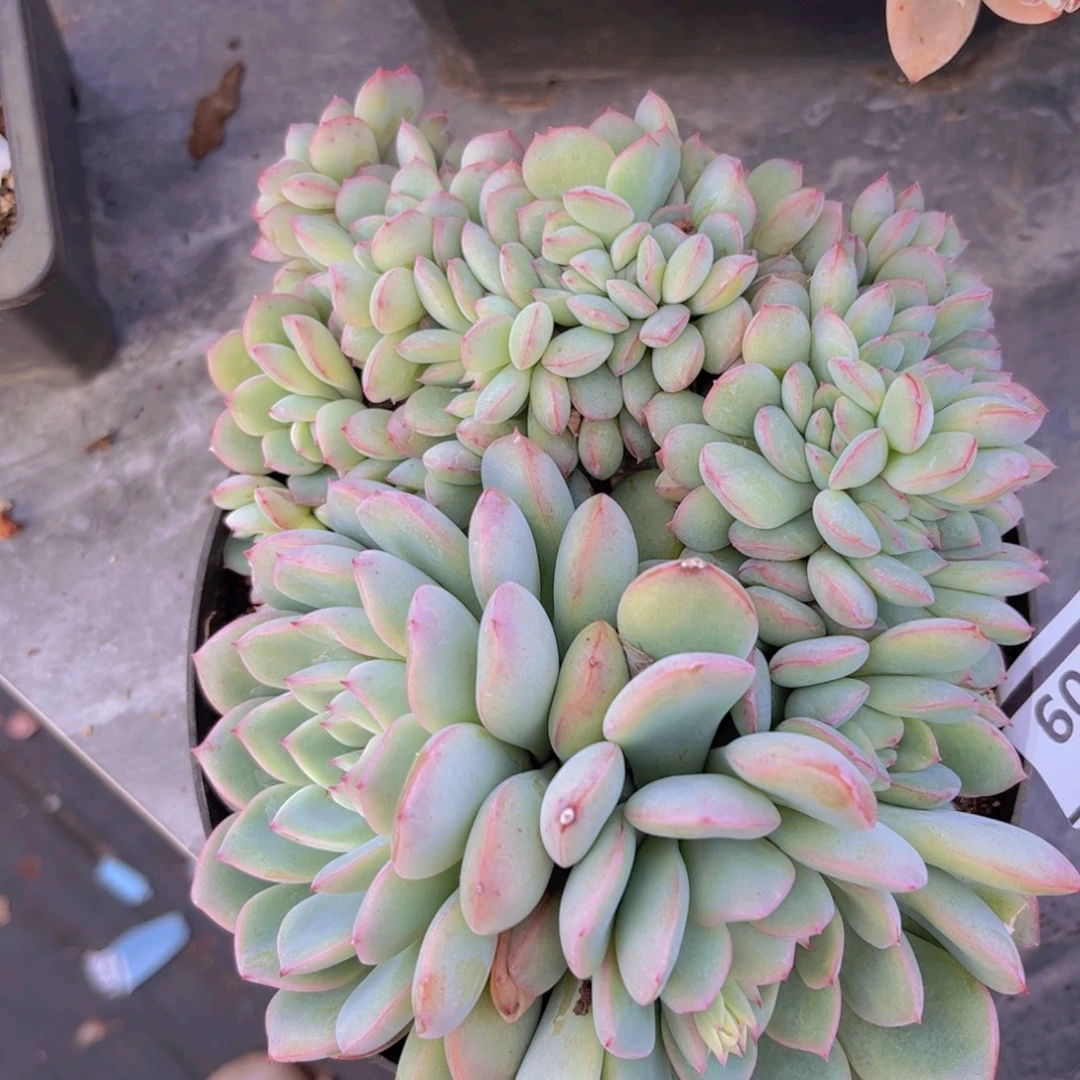 荷花缀30109多肉植物