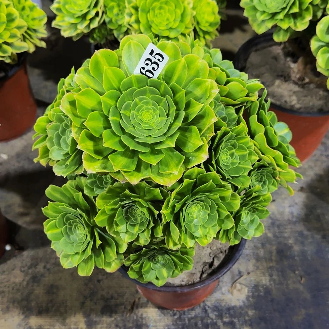 635翡翠琉璃多肉