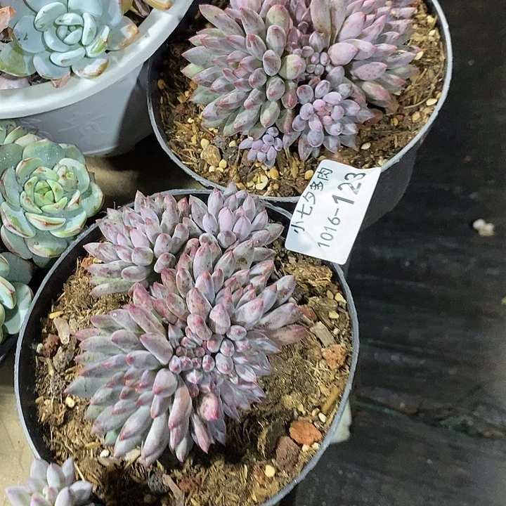 有****小七夕多肉虞美人两颗123