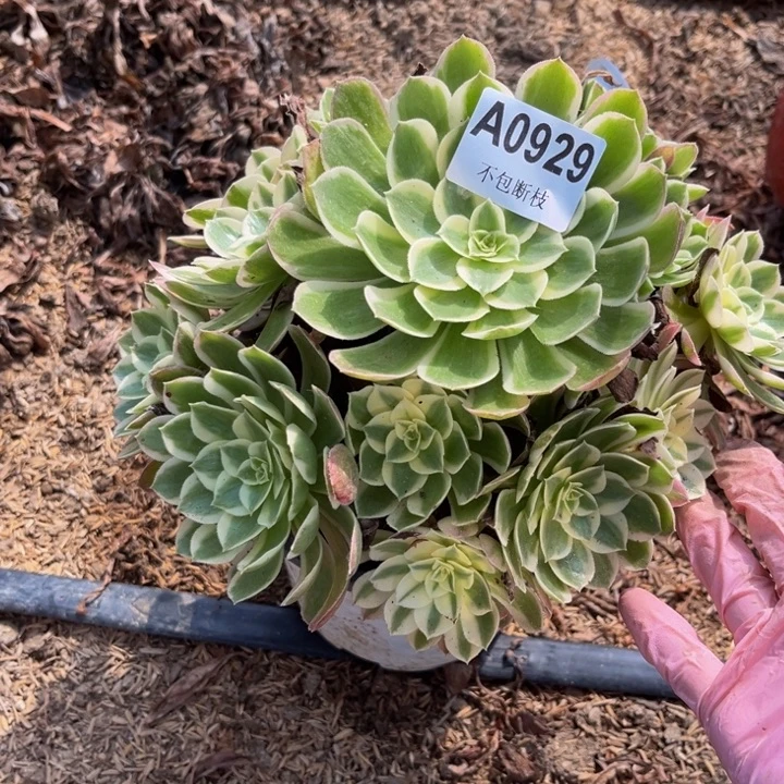 929孔雀翎多肉法师不包断枝