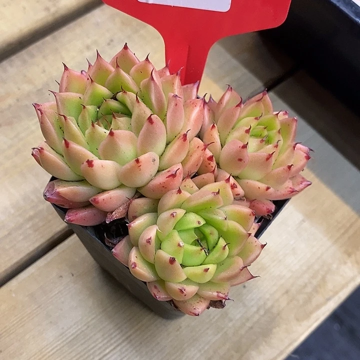 金*贝三头米兰达， 818002