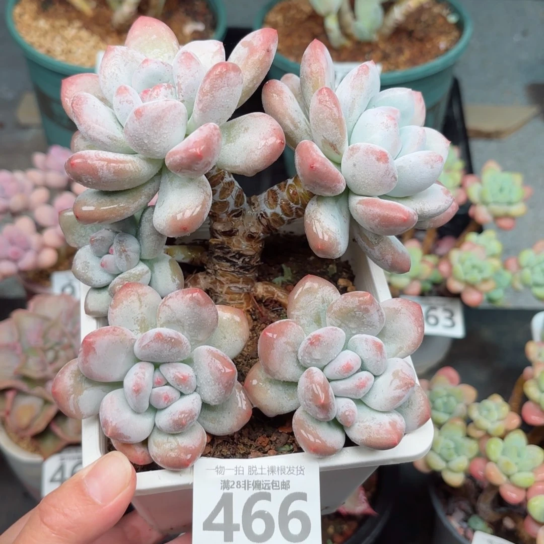 香水老师无盆土发货