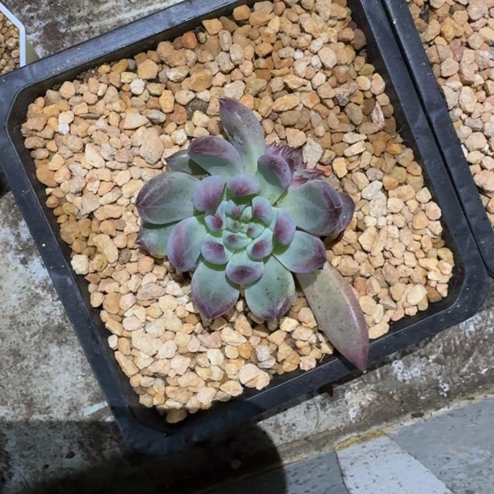 紫镜新号福利价哦