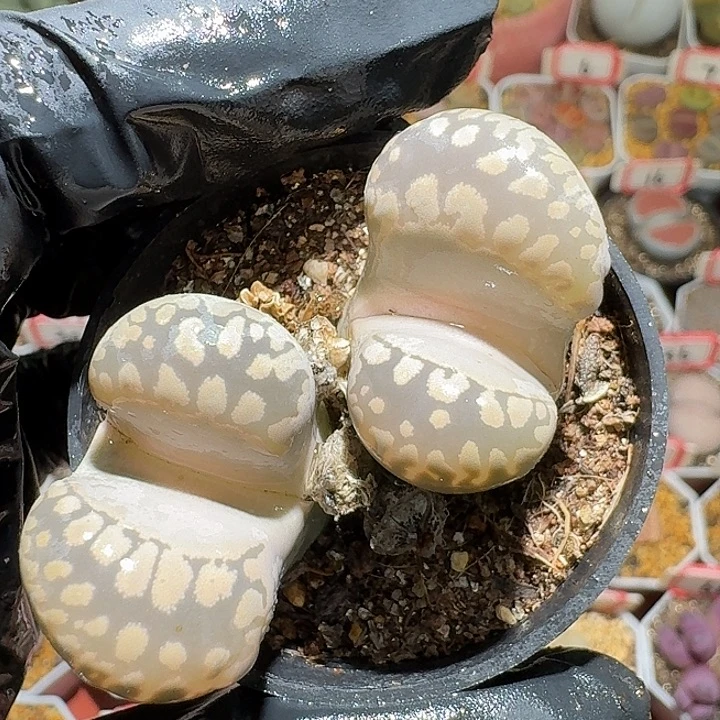 生石花3:：，现在。  576号