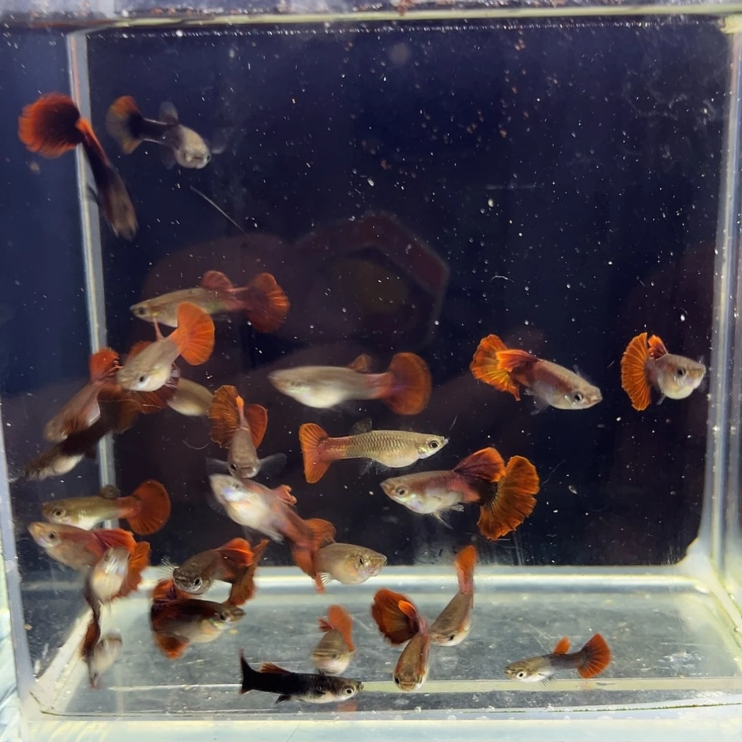 爱***的孔雀鱼一缸折扇联手鱼