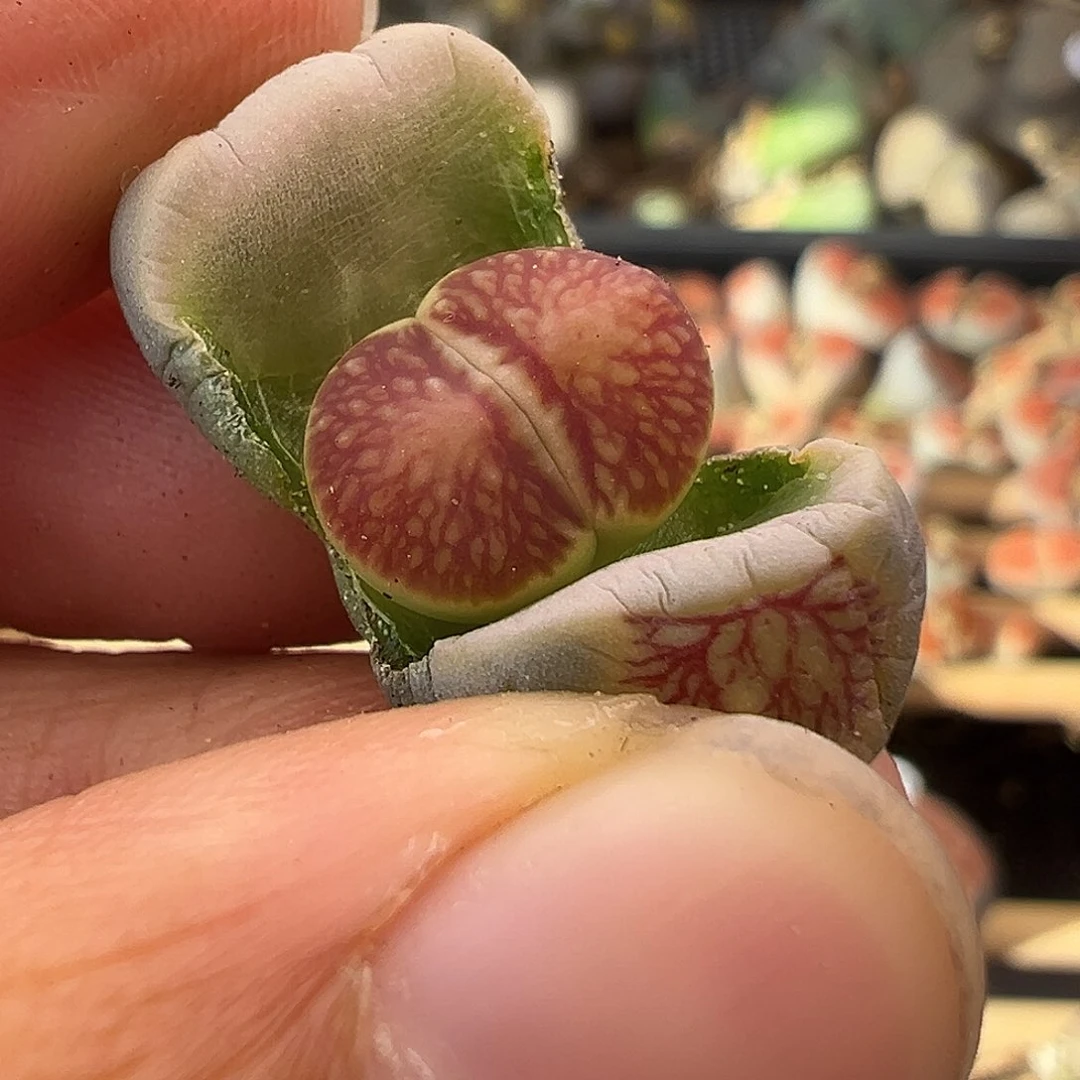 1595这就是选拔的意义