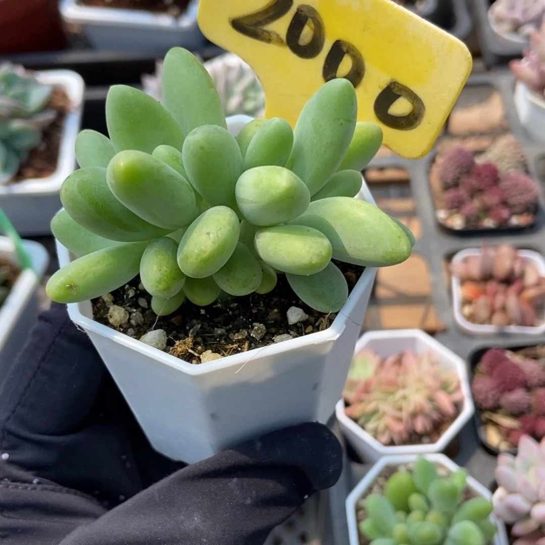2000芒果奶多肉植物保护