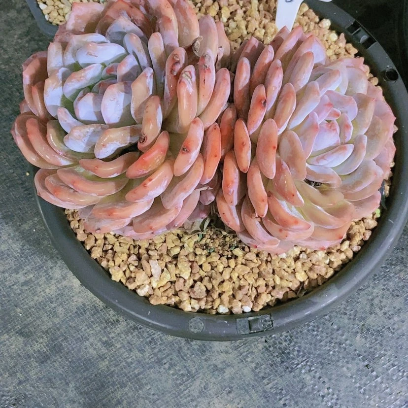 【闪购商品】桃*2228