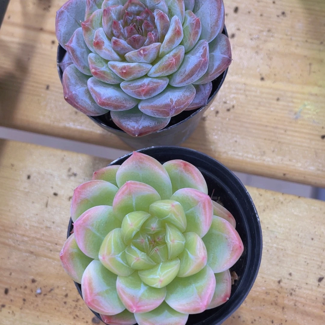 312号 睫毛紫心珍妮加绿心珍妮