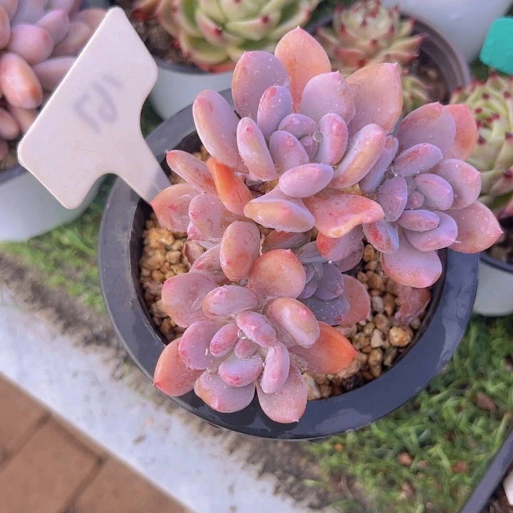 健健康康平平安安