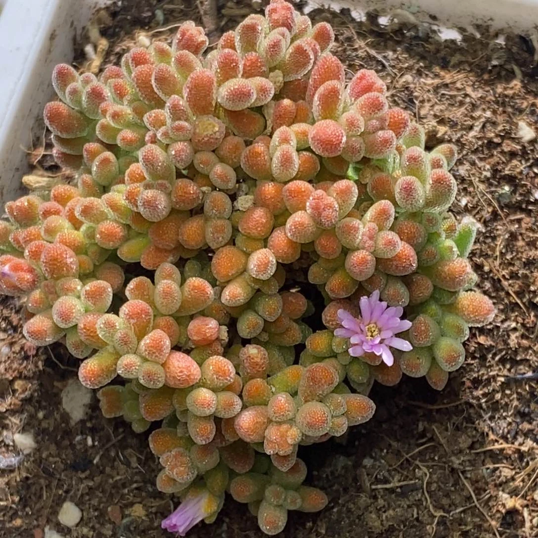 冰晶杂枝干番杏A106