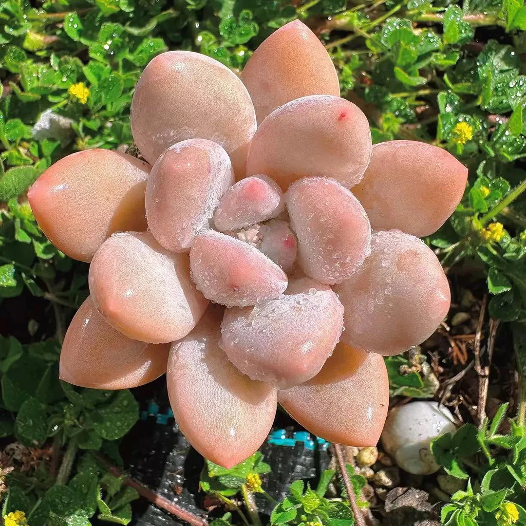 【满9.9包邮】蛋黄奶单头6.5cm盆多肉植物以直播间展示为主