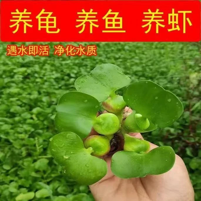 水葫芦 进化水质 乌龟躲避