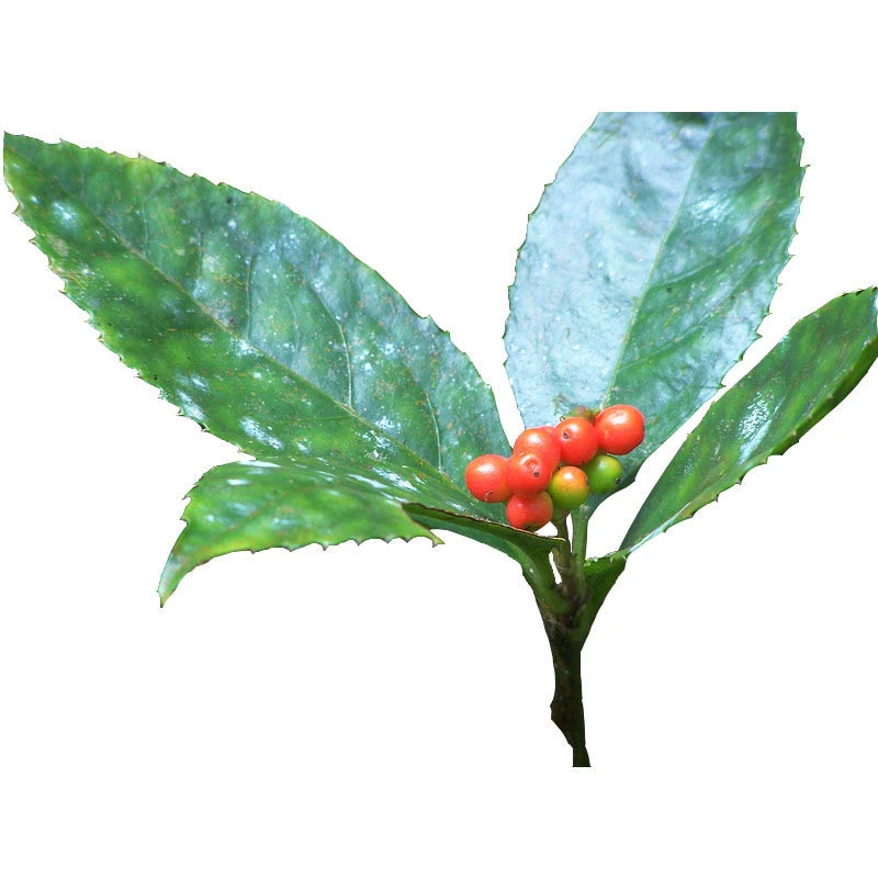 草珊瑚盆景素材直播间拍