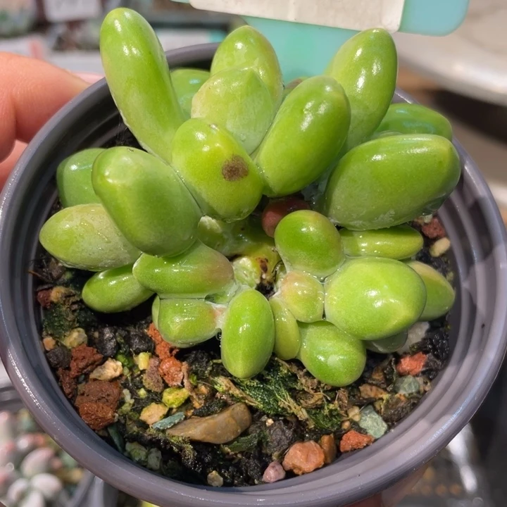 芒果奶264号的啊啊多肉啊啊