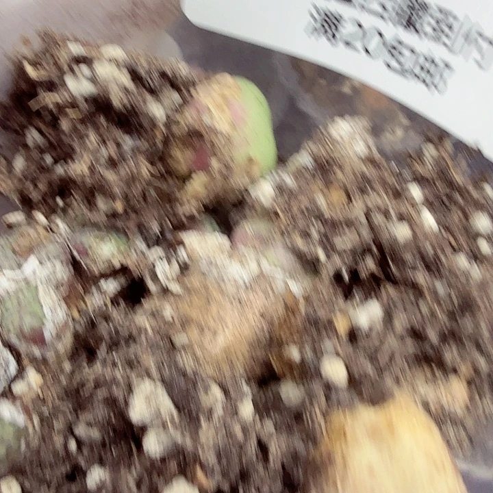 是一个充满生机盎然朝气勃勃且066不