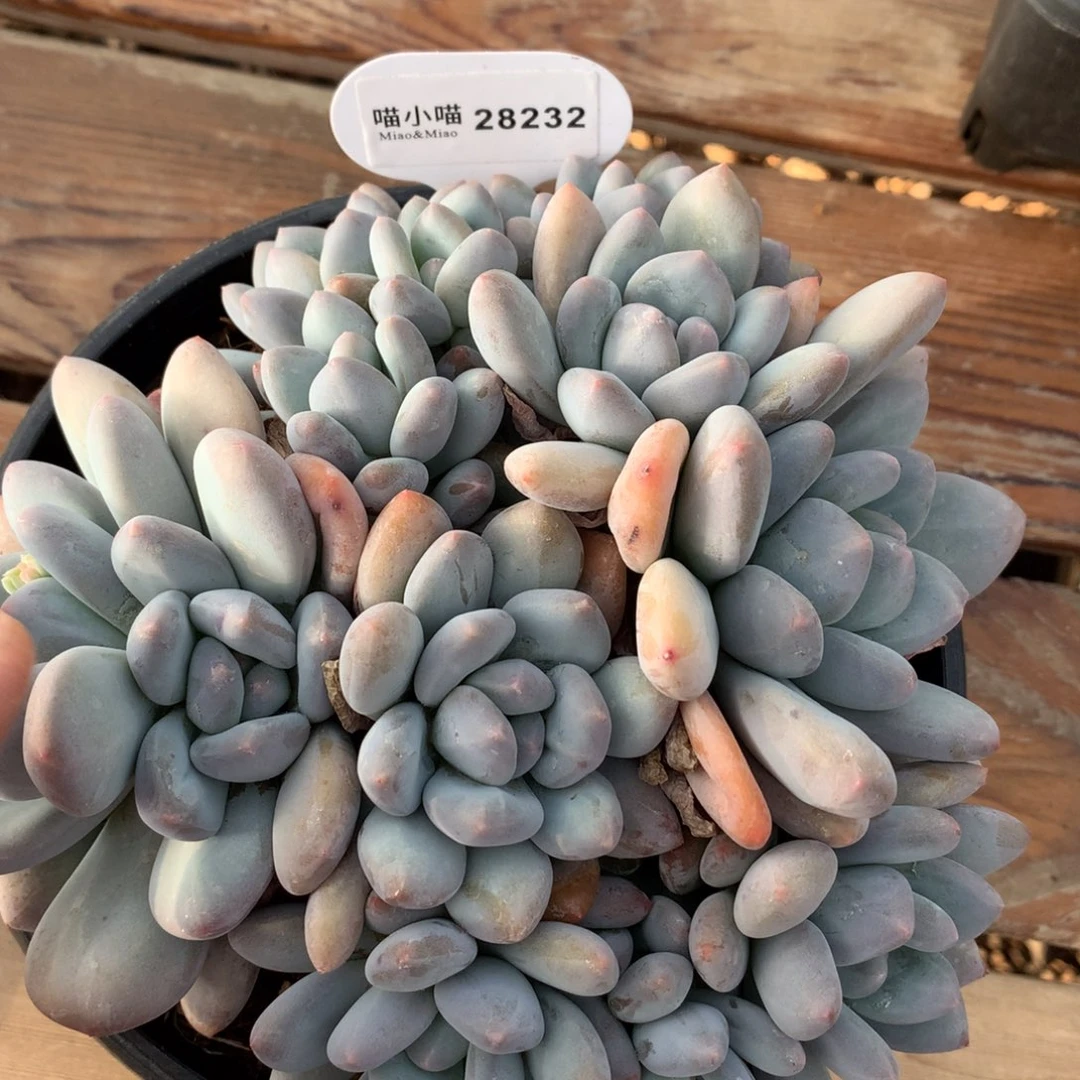 用****2多肉植物香水多肉