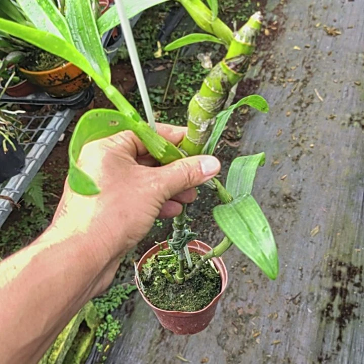 完全开放春石斛一颗漂亮的哦哦哦