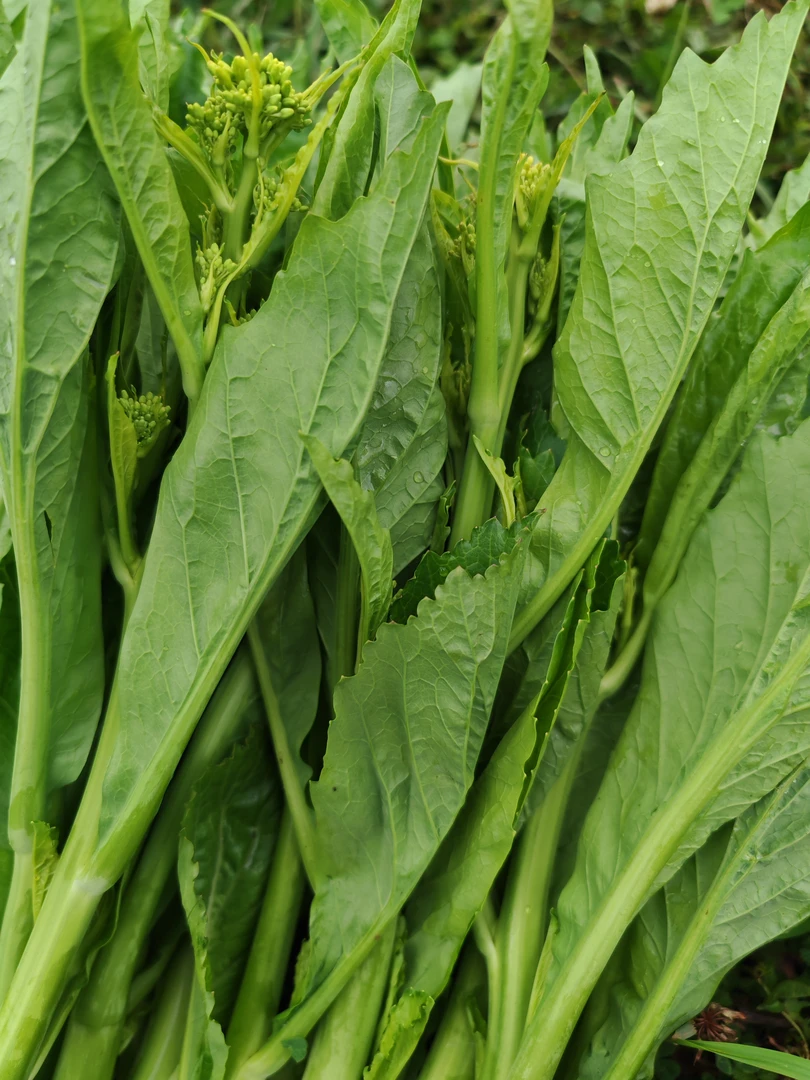 贵州威宁高山青菜苔芥菜露天时令现摘现发新鲜蔬菜小苦菜可腌酸菜