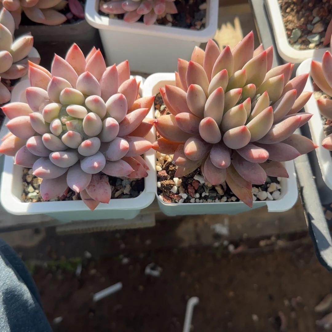 两颗一组五十包邮老桩多肉