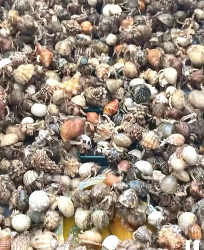 陆生寄居蟹新手好养的桌面小爬宠