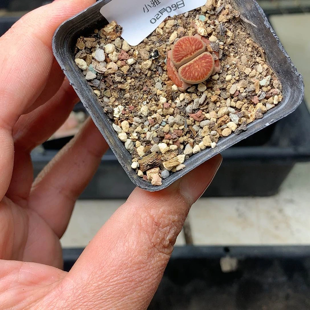 G93多肉植物保护研究所