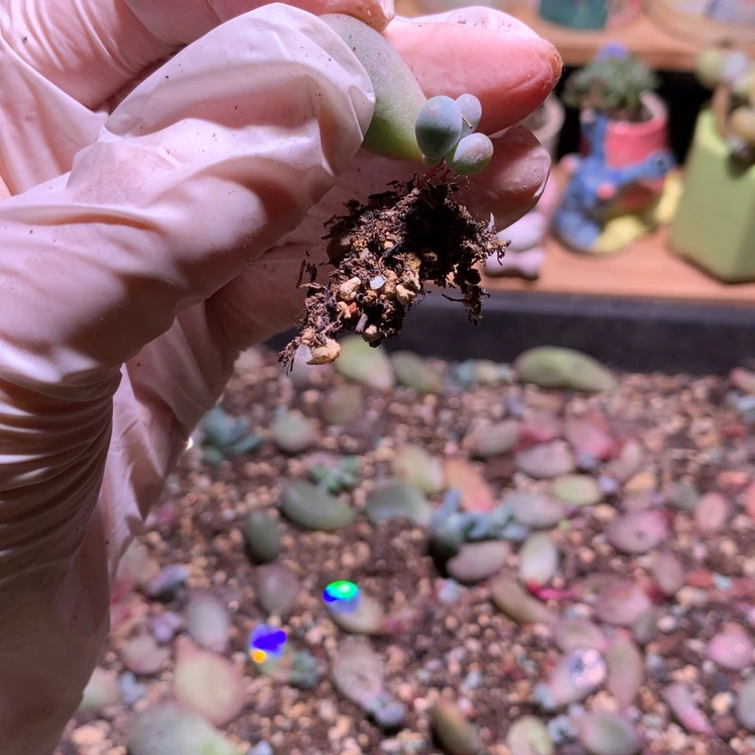 米可奶酪多肉532。