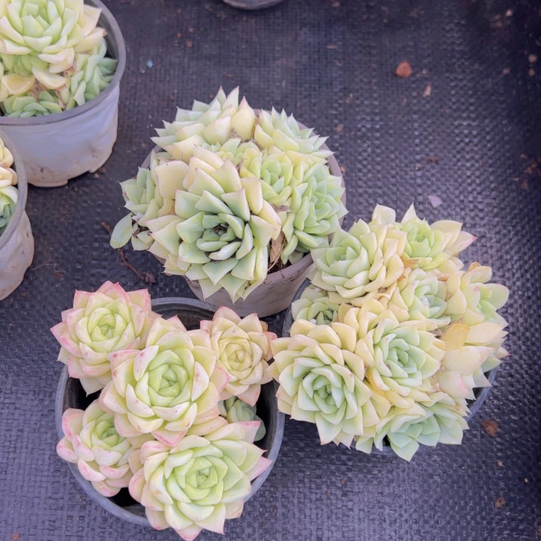 白天鹅麦秆多头群生三盆