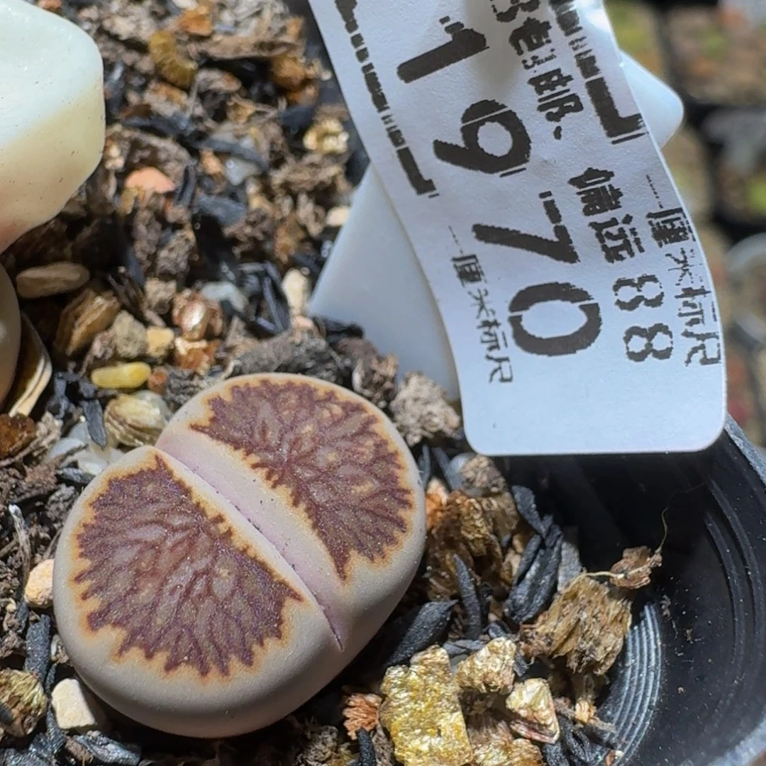 Ssss精品生石花1970