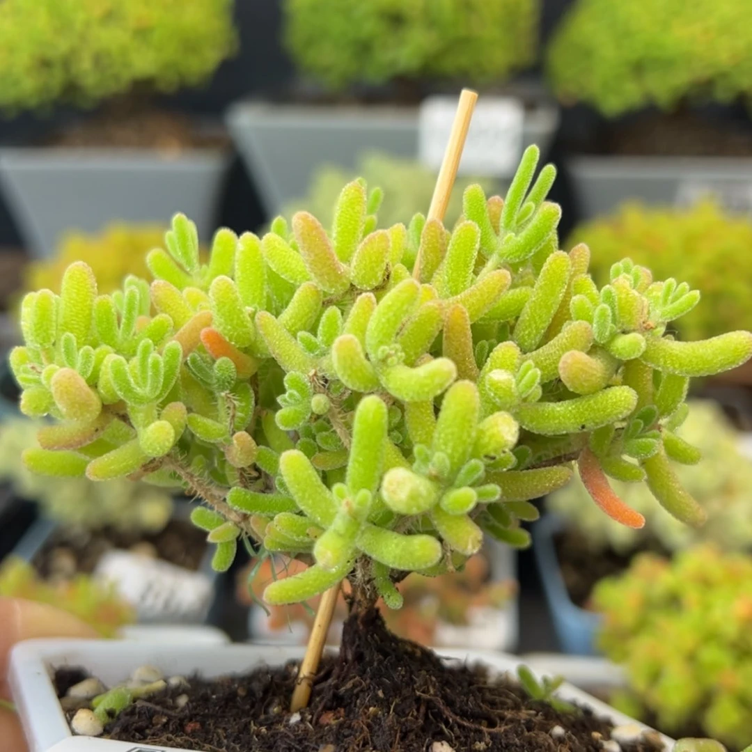 【闪购商品】k920冰川冠幅8cm