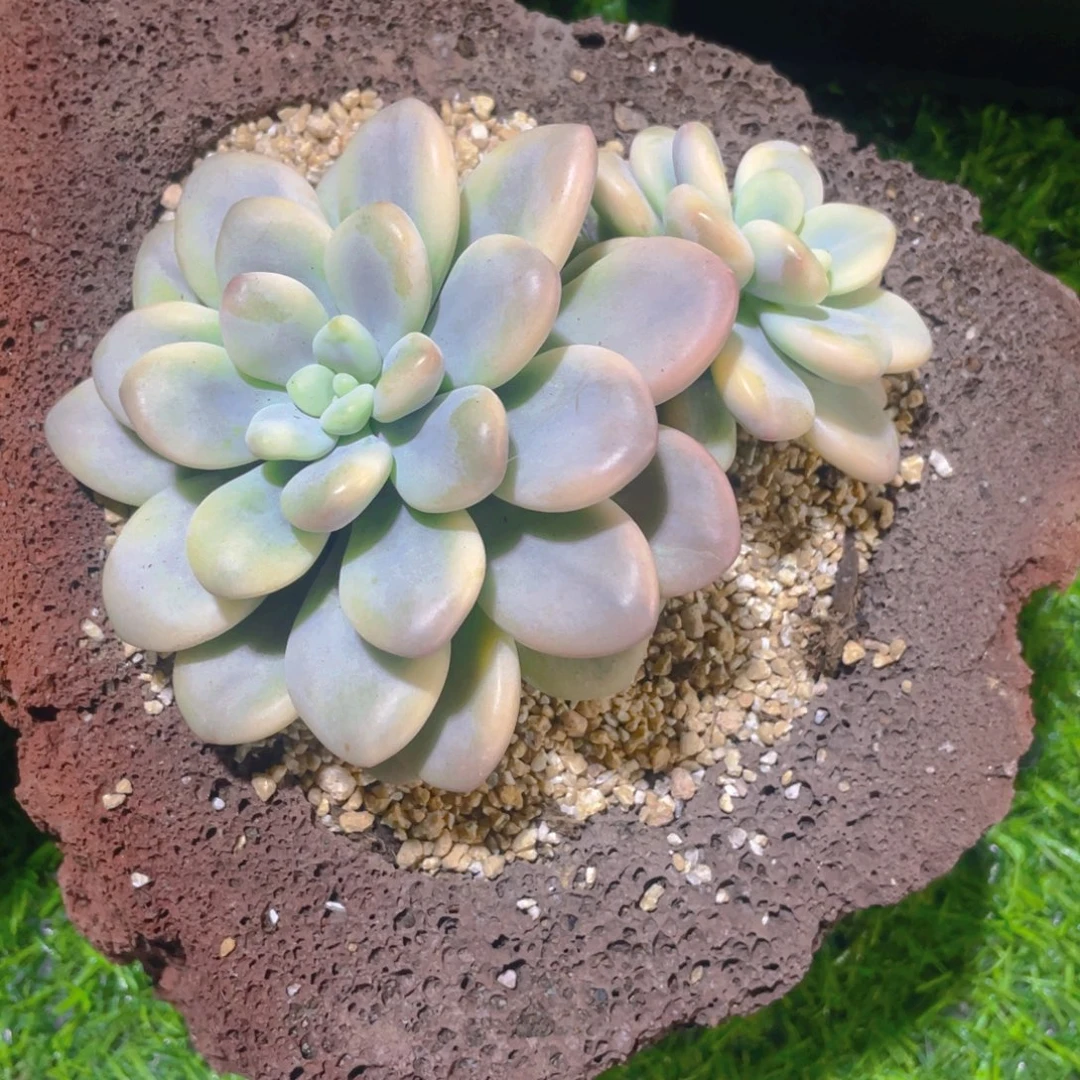 洛神锦多肉植物一棵