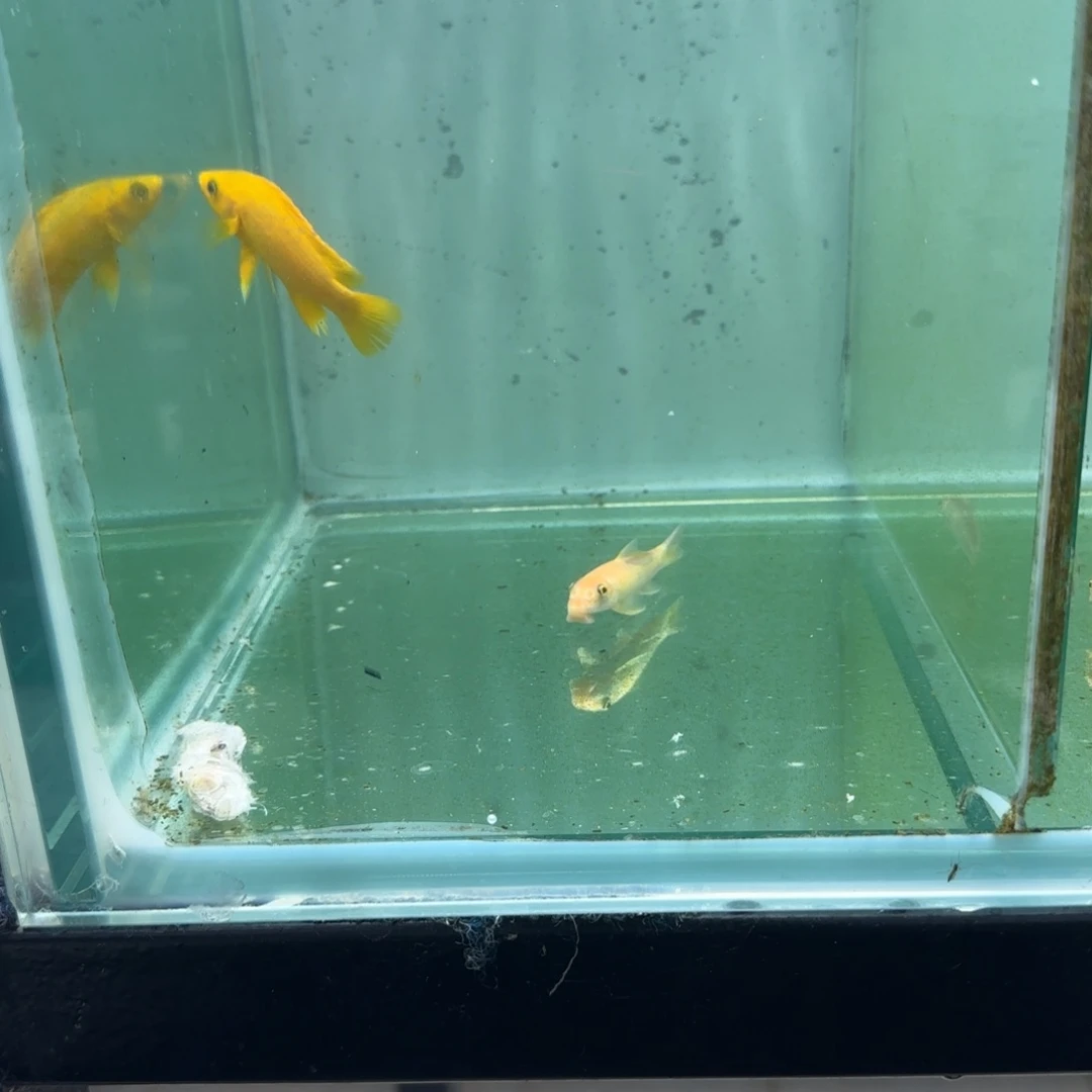 *****慈鲷橙黄天堂鸟1424。 6/7