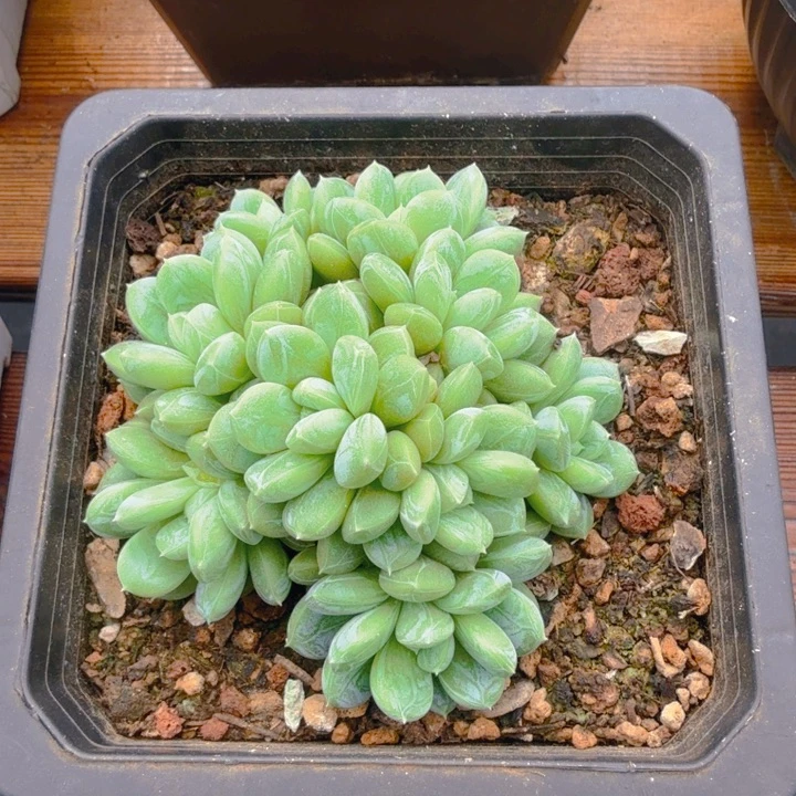 百搭翡翠福利111111